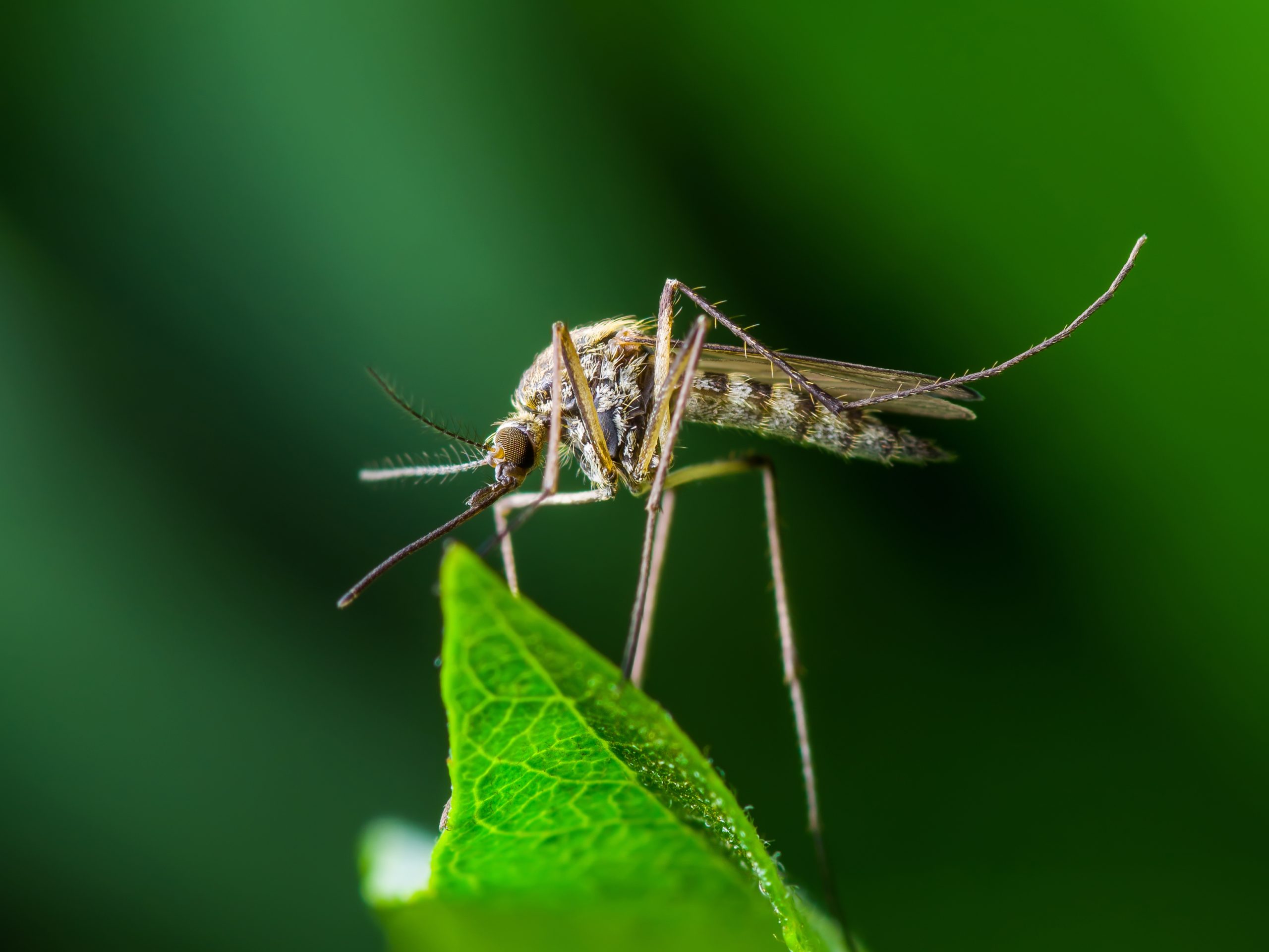 Interdisciplinary research aims to prevent forest malaria in South East  Asia - AIGHD